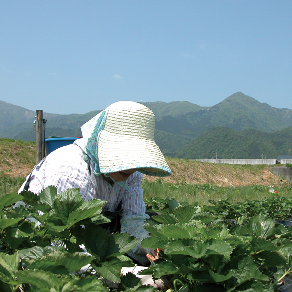 近江舞子いちご園