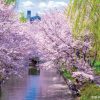今年のお花見は？